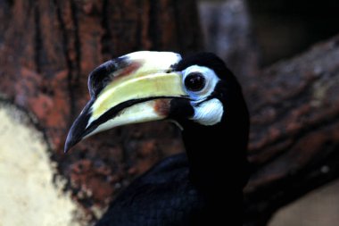  Hayvanat bahçesinde egzotik kuş Anthracoceros albirostris