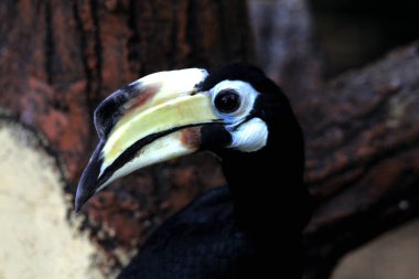  Hayvanat bahçesinde egzotik kuş Anthracoceros albirostris