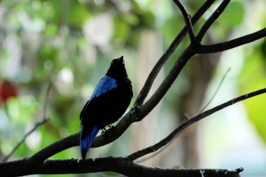 Filipin Peri-Mavi Kuşu bir ağacın dalında oturuyor