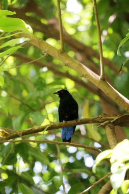 Filipin Peri-Mavi Kuşu Parkta 