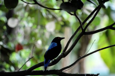 Filipin Peri-Mavi Kuşu Parkta 