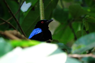 Ağaçtaki sincap, yaklaş.