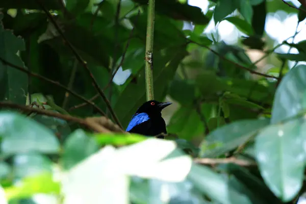 Filipin Peri-Mavi Kuşu Parkta 