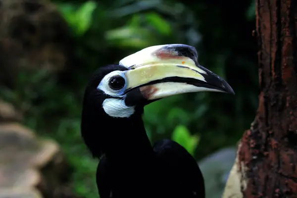 stock image  exotic bird Anthracoceros albirostris in zoo