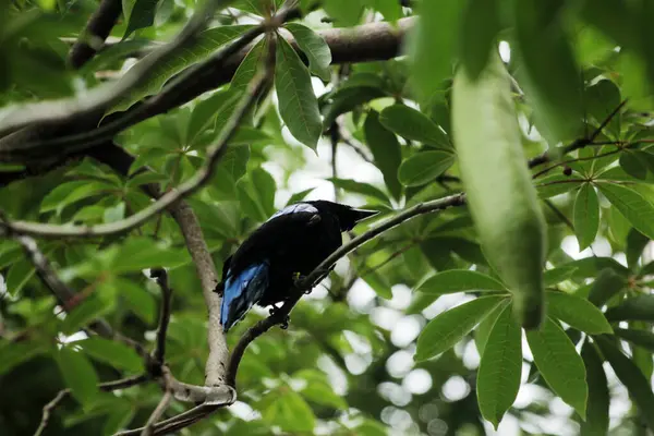 Filipin Peri-Mavi Kuşu Parkta 