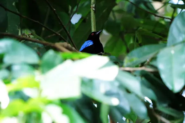 公园里的菲律宾小蓝鸟 — 图库照片