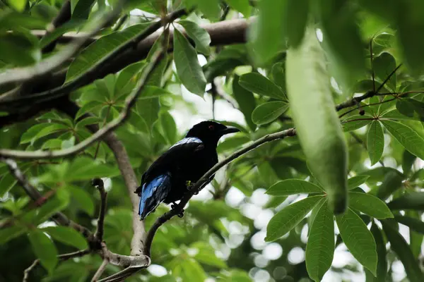 Filipin Peri-Mavi Kuşu Parkta 