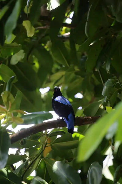Filipina Hada Bluebird Parque — Foto de Stock