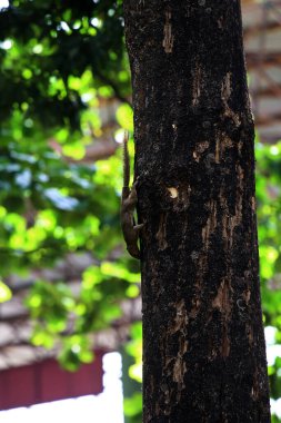 Ağaçtaki sincap, yaklaş.
