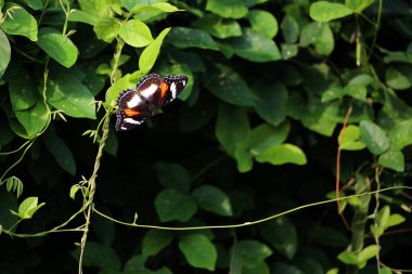 Bahçedeki bir bitkinin üzerinde güzel bir kelebek