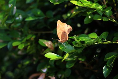 Bahçedeki bir bitkinin üzerinde güzel bir kelebek