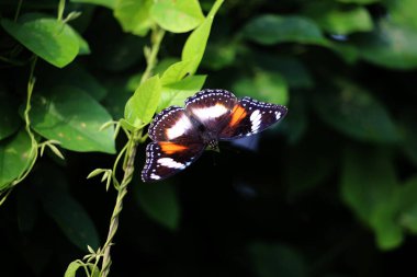 Bahçedeki bir bitkinin üzerinde güzel bir kelebek