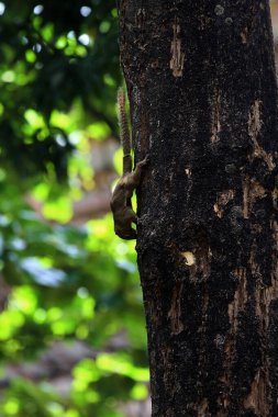 Ağaçtaki sincap, yaklaş.