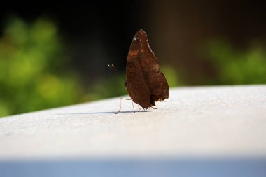 Bahçedeki güzel kelebek, yaklaş.