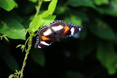 Bahçedeki bir bitkinin üzerinde güzel bir kelebek