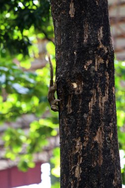 Ağaçtaki sincap, yaklaş.