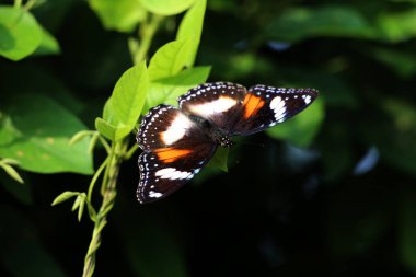 Bahçedeki bir bitkinin üzerinde güzel bir kelebek