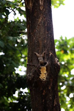 Ağaçtaki sincap, yaklaş.