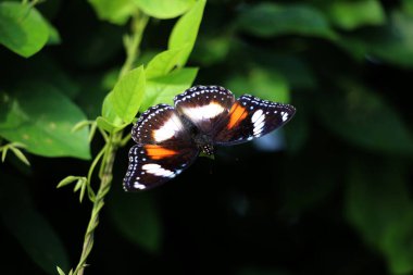 Bahçedeki bir bitkinin üzerinde güzel bir kelebek