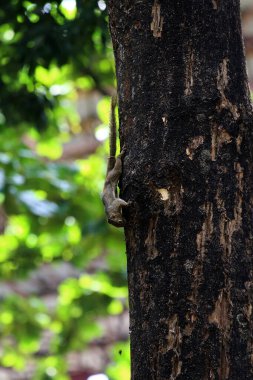 Ağaçtaki sincap, yaklaş.
