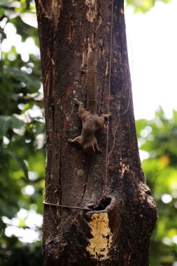 Ağaçtaki sincap, yaklaş.
