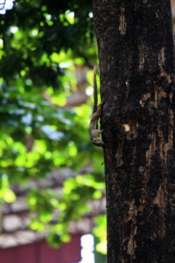 Ağaçtaki sincap, yaklaş.