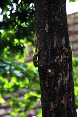 Ağaçtaki sincap, yaklaş.