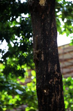 Ağaçtaki sincap, yaklaş.