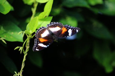 Bahçedeki bir bitkinin üzerinde güzel bir kelebek