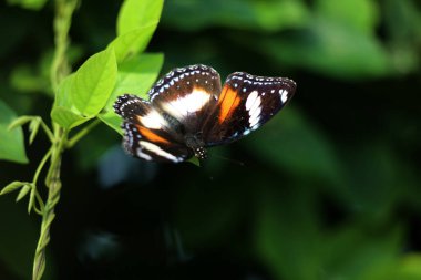 Bahçedeki bir bitkinin üzerinde güzel bir kelebek