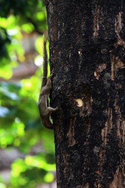 Ağaçtaki sincap, yaklaş.