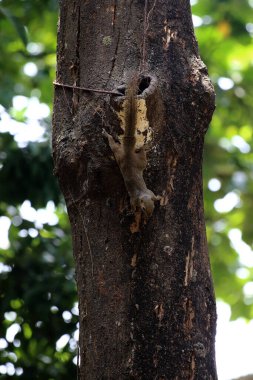 Ağaçtaki sincap, yaklaş.