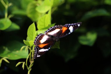 Bahçedeki bir bitkinin üzerinde güzel bir kelebek