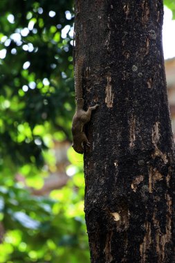 Ağaçtaki sincap, yaklaş.