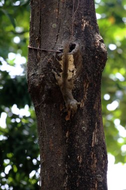 Ağaçtaki sincap, yaklaş.
