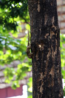 Ağaçtaki sincap, yaklaş.