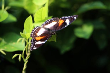 Bahçedeki bir bitkinin üzerinde güzel bir kelebek