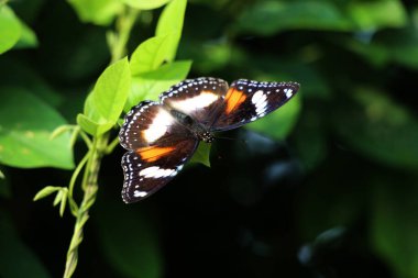 Bahçedeki bir bitkinin üzerinde güzel bir kelebek