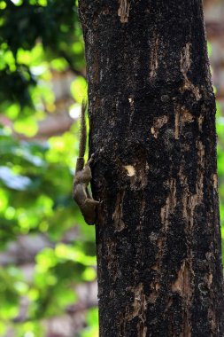 Ağaçtaki sincap, yaklaş.