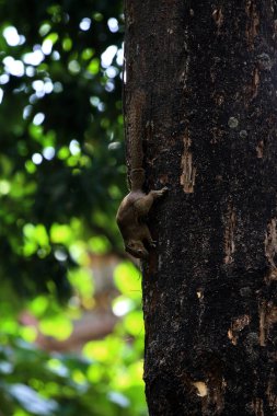Ağaçtaki sincap, yaklaş.