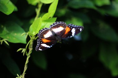 Bahçedeki bir bitkinin üzerinde güzel bir kelebek