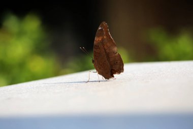 Bahçedeki güzel kelebek, yaklaş.