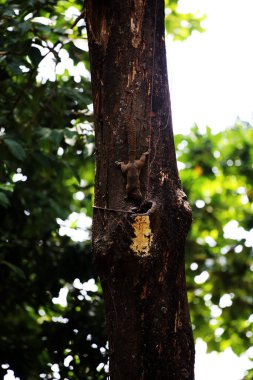Ağaçtaki sincap, yaklaş.