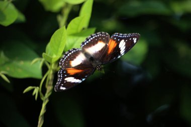 Bahçedeki bir bitkinin üzerinde güzel bir kelebek