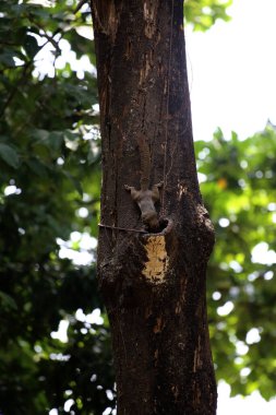 Ağaçtaki sincap, yaklaş.