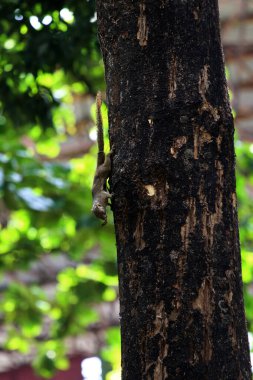 Ağaçtaki sincap, yaklaş.