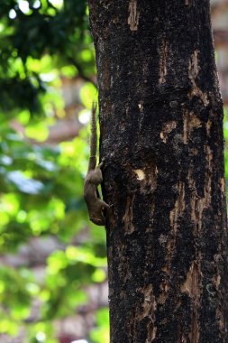 Ağaçtaki sincap, yaklaş.