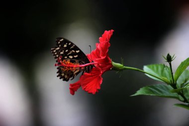 Bahçedeki bir çiçeğin üzerinde güzel bir kelebek