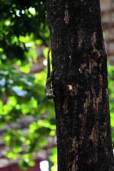 Ağaçtaki sincap, yaklaş.