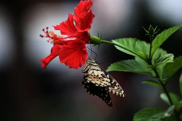 Beautiful Butterfly Flower Garden — Stock Photo, Image